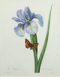 Iris xiphium, kaiverrettu Langlois, kirjasta "Kauneimpien kukkien valinta", 1827